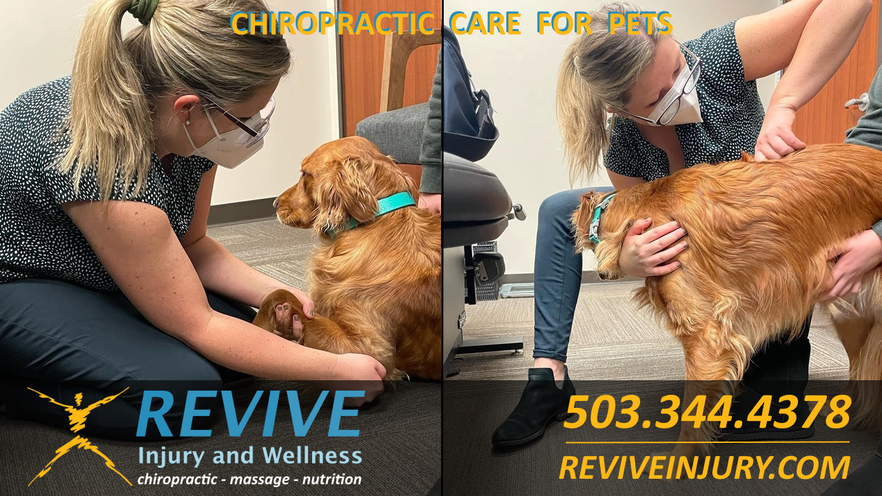 Revive Injury and Wellness Chiropractic Care For Animals and Pets Animal Chiropractor in Wilsonville Oregon